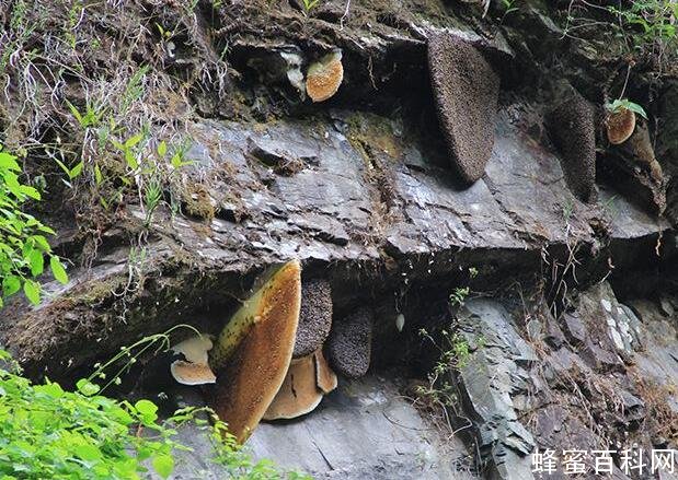 如何鉴别真假岩蜜(岩蜂蜜)