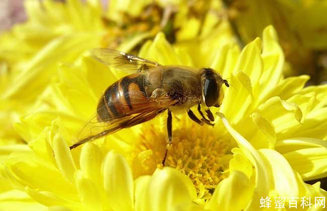 马蜂和蜜蜂的的区别