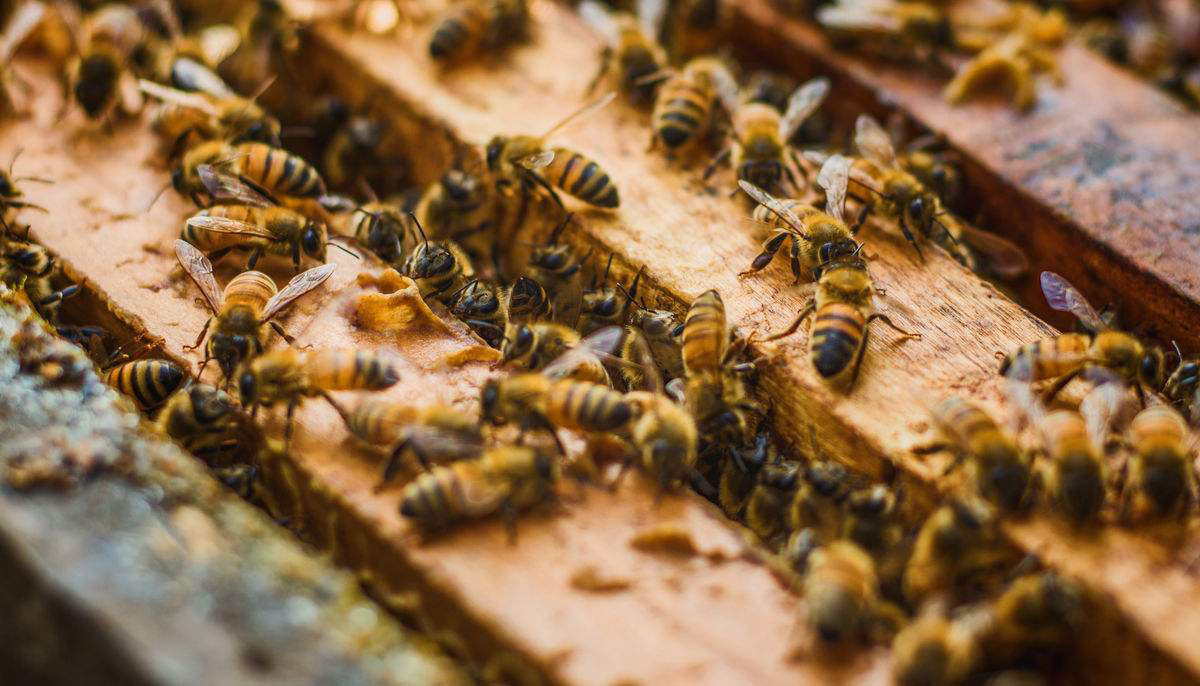 三,今年蜜蜂养殖的利润