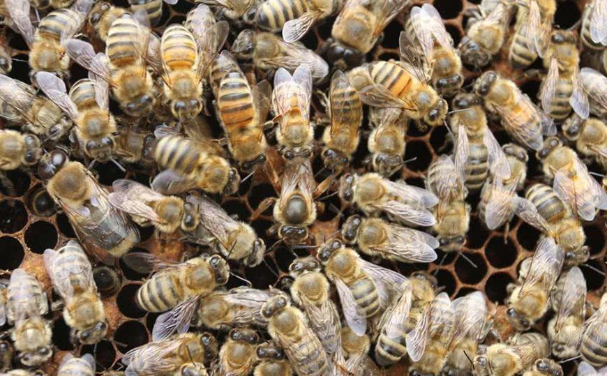 2019年养蜂赚钱吗