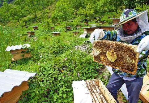 阳泉市三大举措推动养蜂产业上档升级