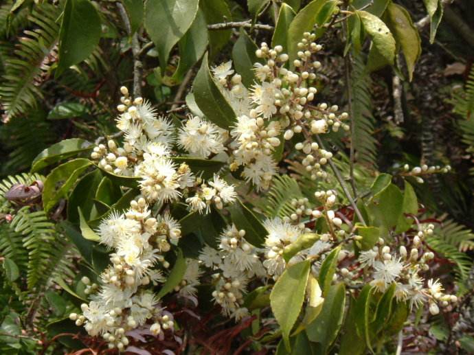 冬季有哪些蜜源植物?冬季蜜源植物大全