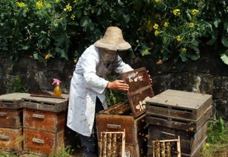 養蜂業