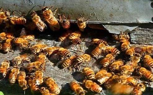 養蜂賺錢難