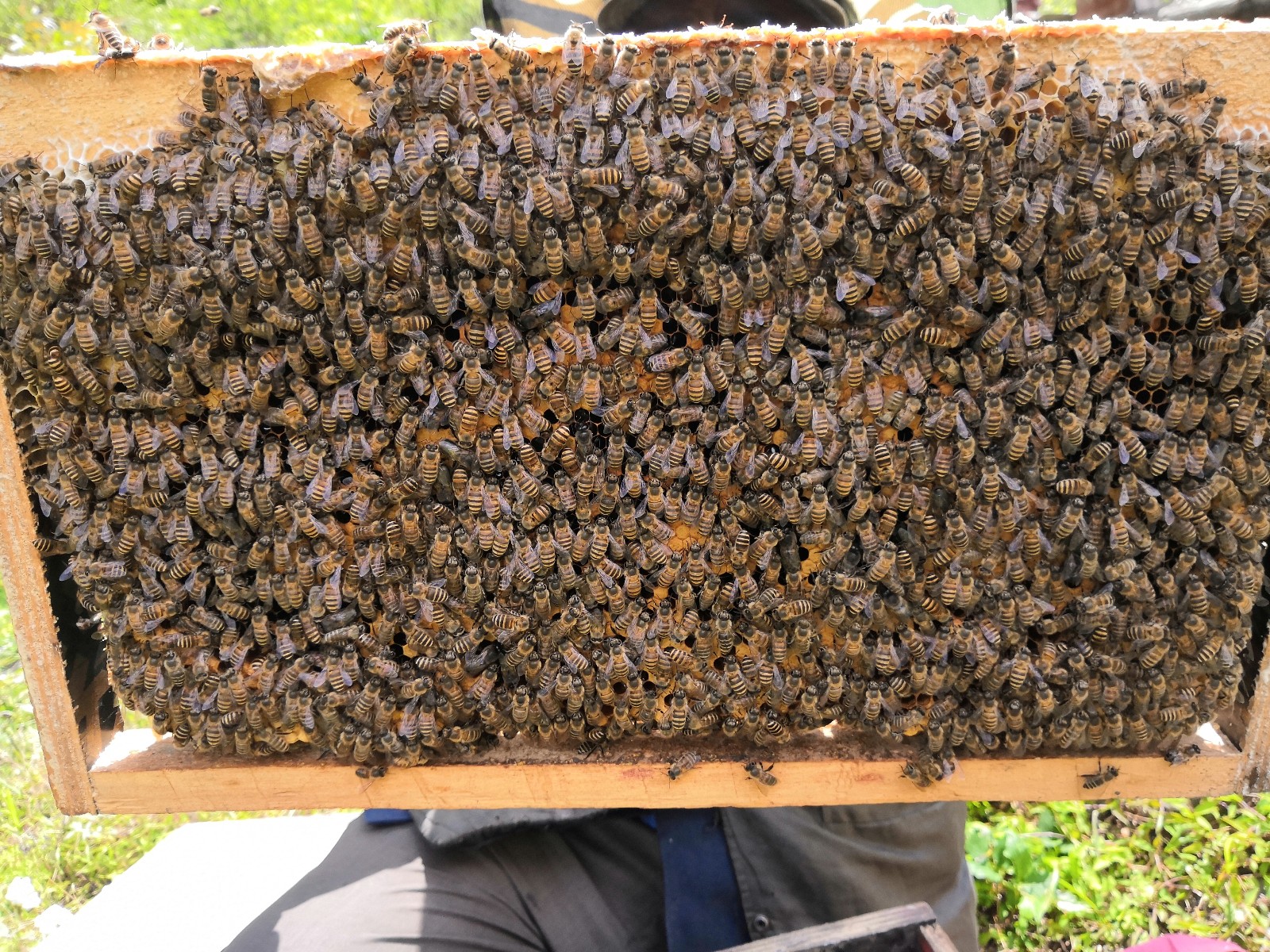 蜂蜜出售
