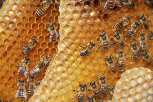 西安旺花养蜂专业合作社